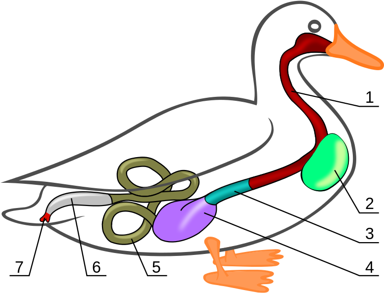 314 × 240 Pixels - Mallard Anatomy (785x600)