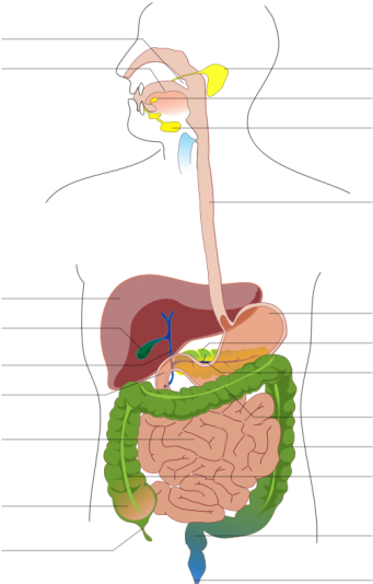 The Digestive System Pictures With Labels Kids Coloring - Digestive System Diagram No Labels (678x600)