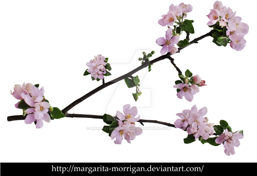 Branch Of Apple Blossoms By Margarita Morrigan - Apple Blossom Branch (900x633)