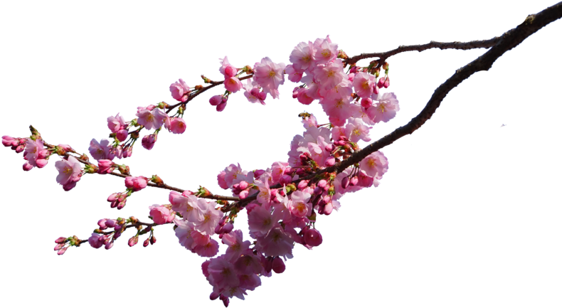 Cherry Blossom Png Image - Cherry Blossom Png (1600x918)