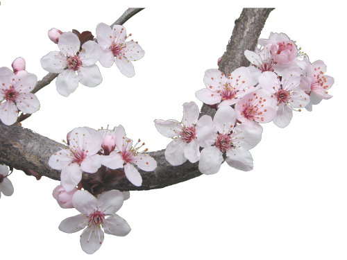 Free Cherry Blossom Tumblr Background - Cherry Blossom Art Poster Print 32x24 Inch (500x375)
