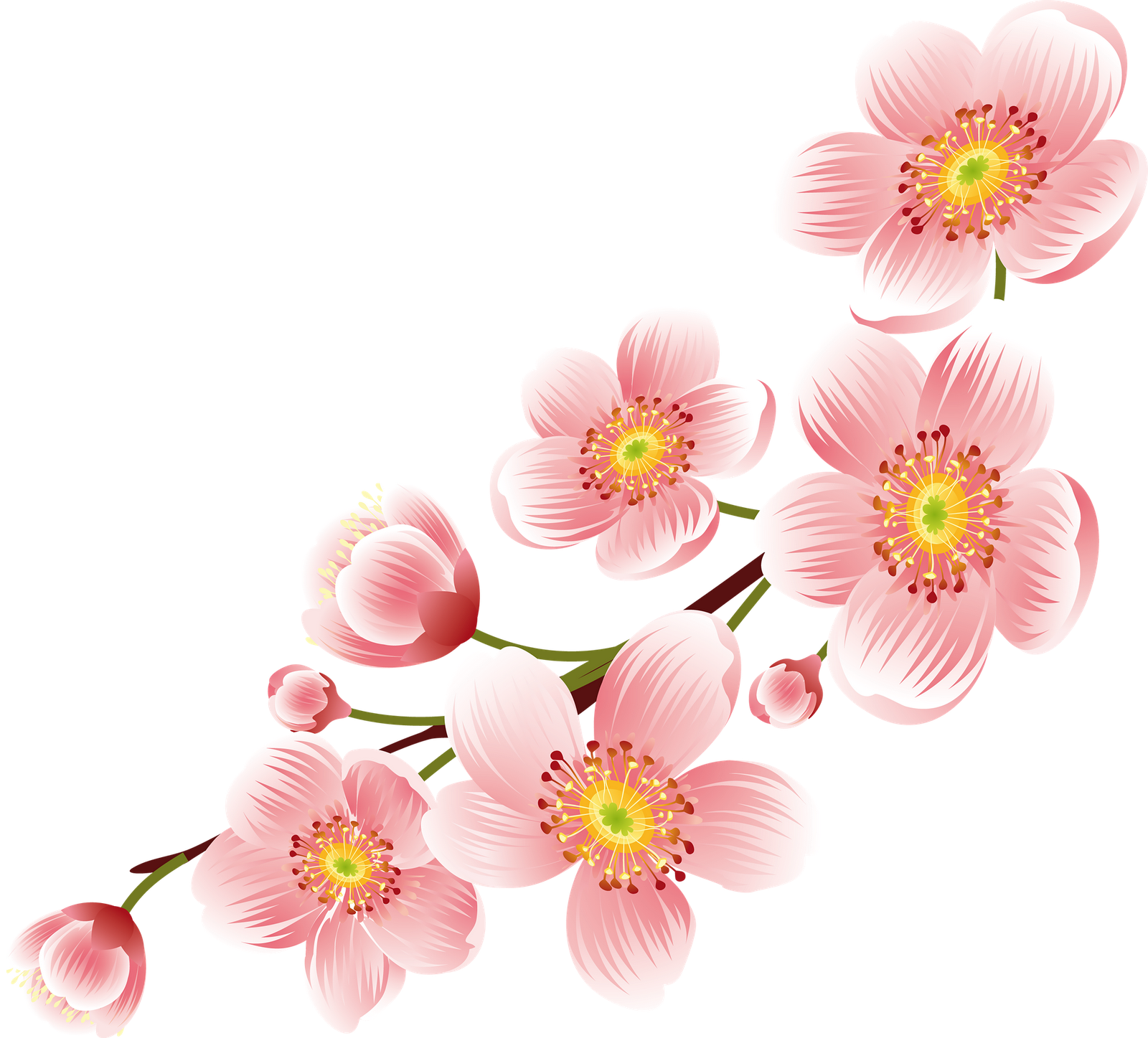 Cherry Blossom Flower Art (1600x1447)