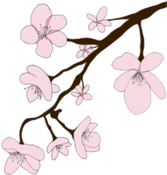 Sakura Png Image With Transparent Background - Sakura (674x518)