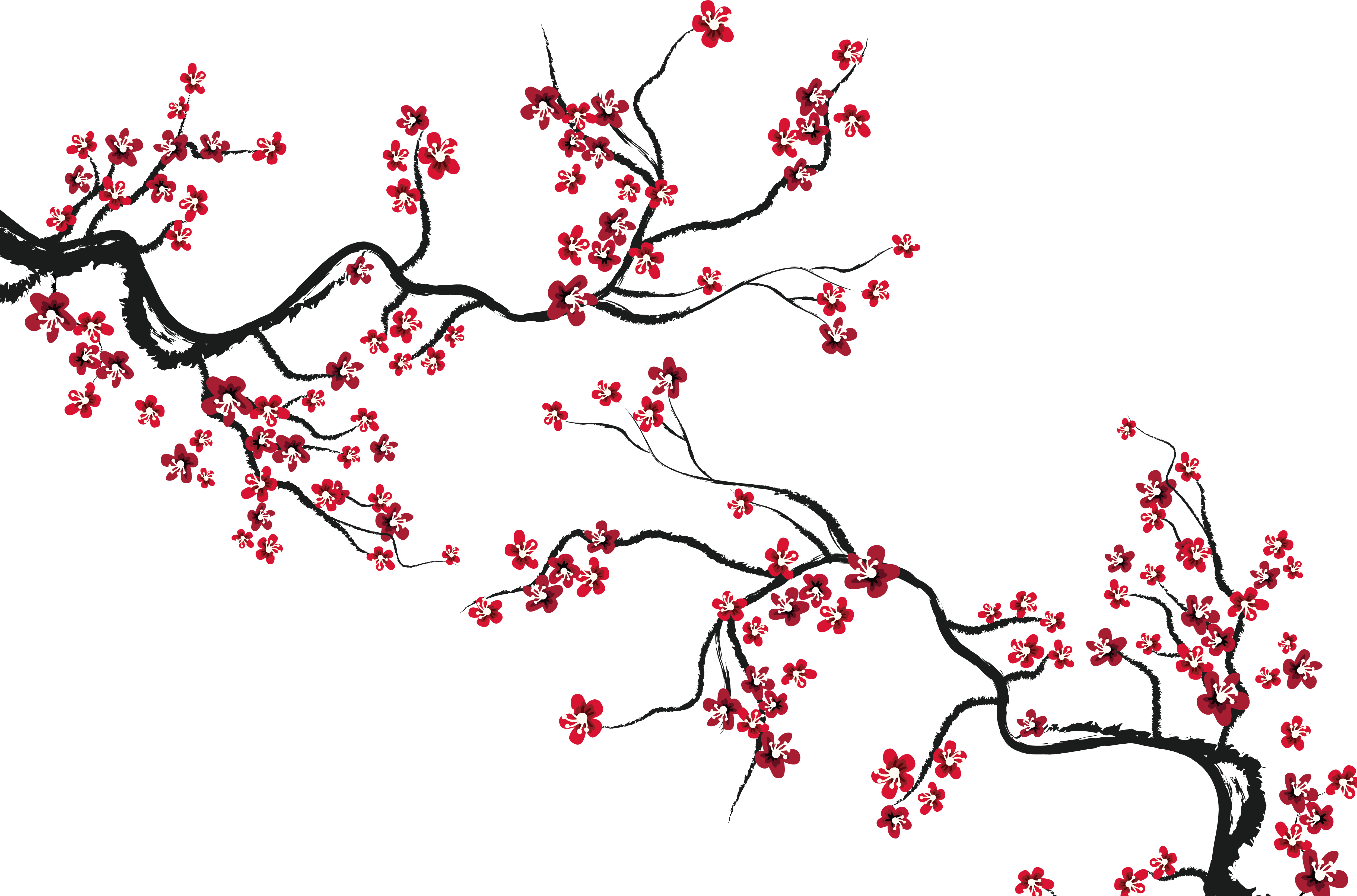 Cherry Blossom - Cherry Blossoms - Free Red Cherry Blossom Branch (5000x3333)