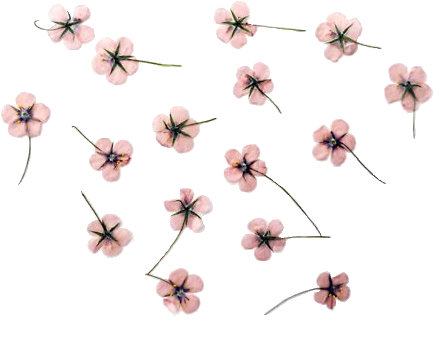 Aesthetic Flowers Transparent Background (500x375)