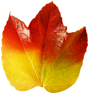 Colorful Autumn Leaf Of Vine - Vine (341x372)