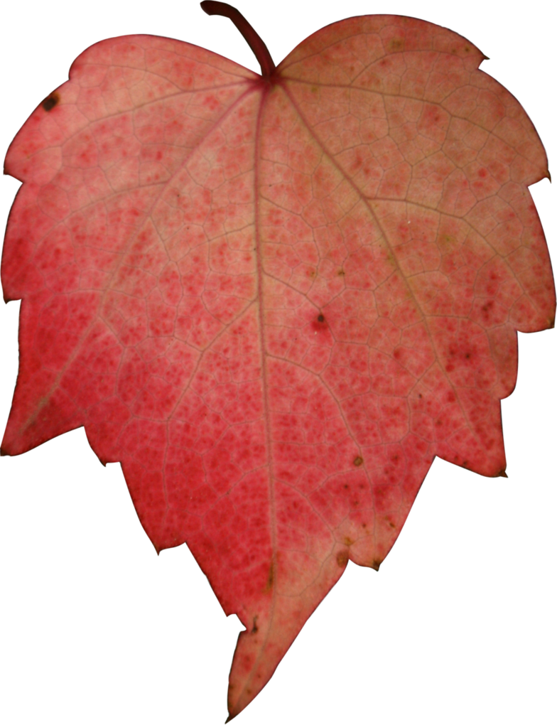 Autumn Desktop Wallpaper Maple Leaf - Autumn Desktop Wallpaper Maple Leaf (784x1020)