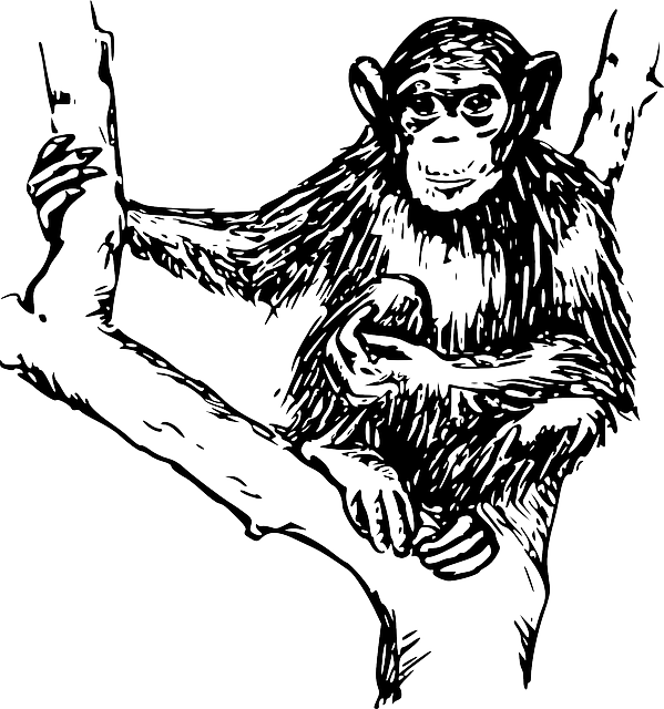 Drawing, Tree, Branches, Holding, Hairy, Chimpanzee - Monkey Black And White (599x640)