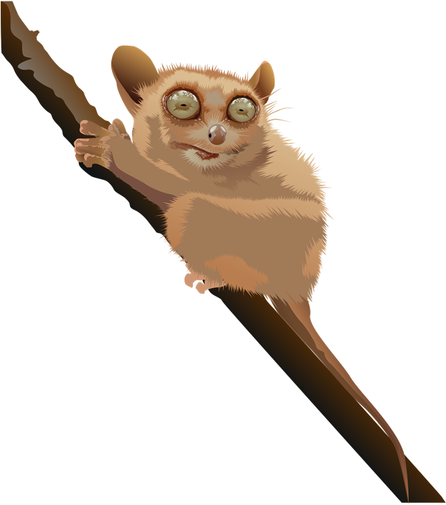 Free Realistic Tarsier Clip Art - Philippine Tarsier Clip Art (700x729)
