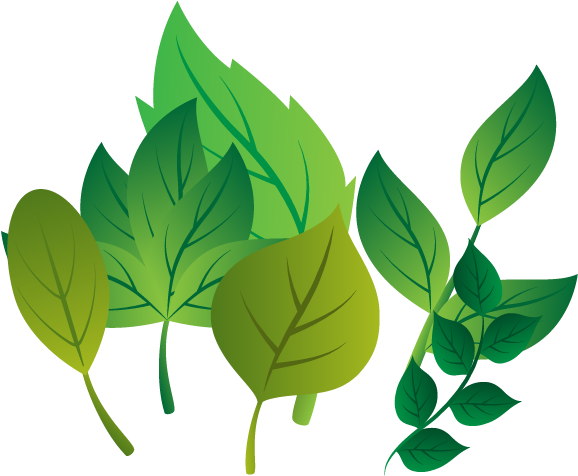 La Hoja De La Planta Madre De La Rama - Leaf (642x520)