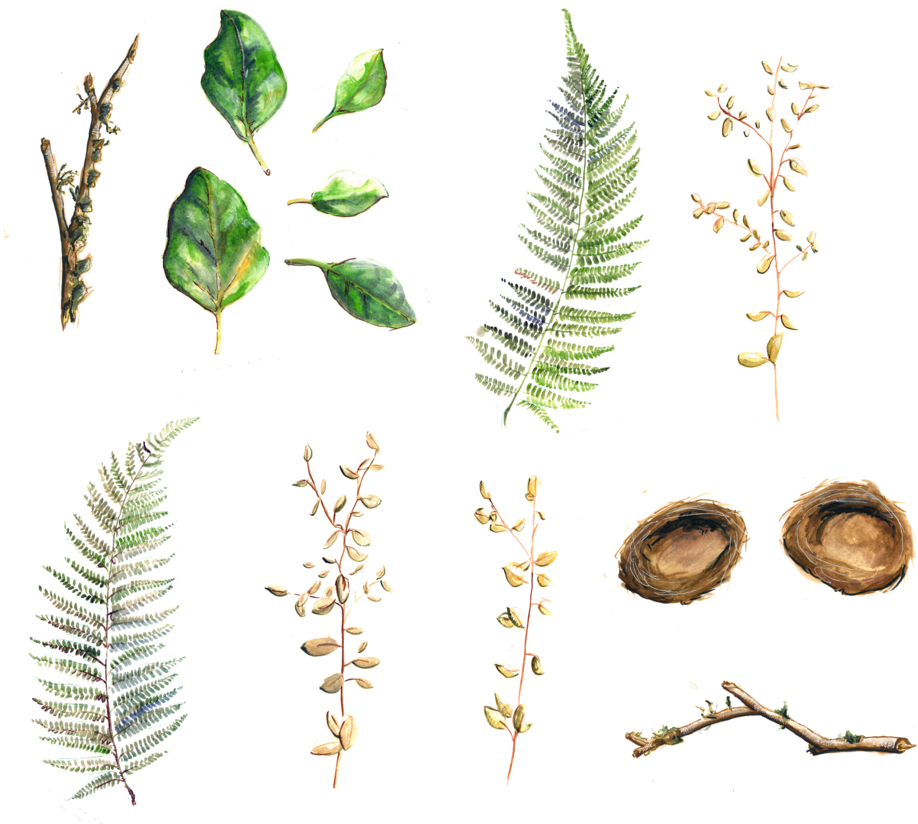 La Ramita De La Planta De Tallo Hoja De Herboristería - Fern (956x835)