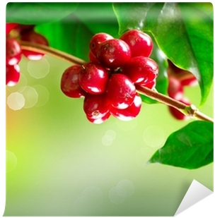 Fotomural Planta Del Café - Кофе Растворимый Nescafe Classic 500 Г (пакет) (400x400)