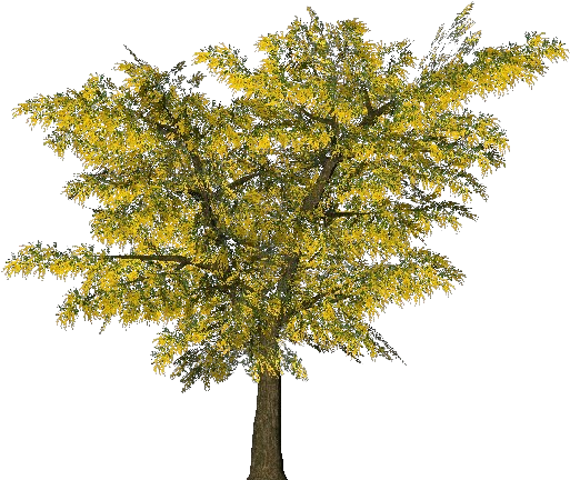 El Árbol De Acacia Dealbata Planta Ornamental Rama - Pond Pine (750x527)