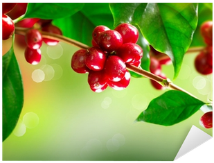 Vinilo Pixerstick Planta Del Café - Кофе Растворимый Nescafe Classic 75г, Пакет (400x400)