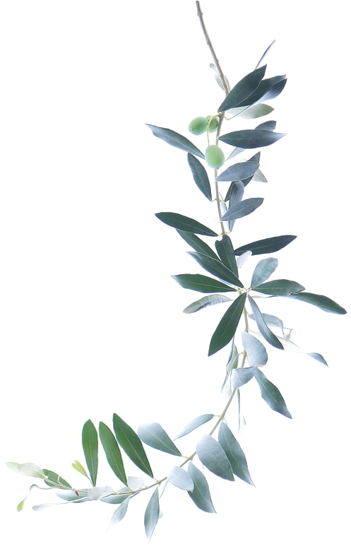 Pintura A La Acuarela Rama De Olivo - Olive Tree Branch Watercolor (564x846)