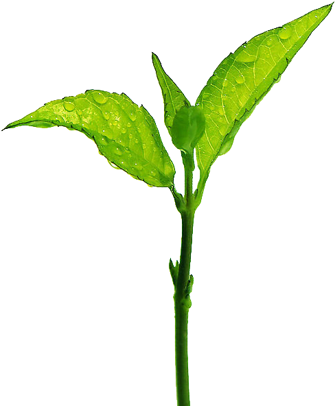 El Té De La Hoja De Calificación De La Rama - Bud (1024x768)