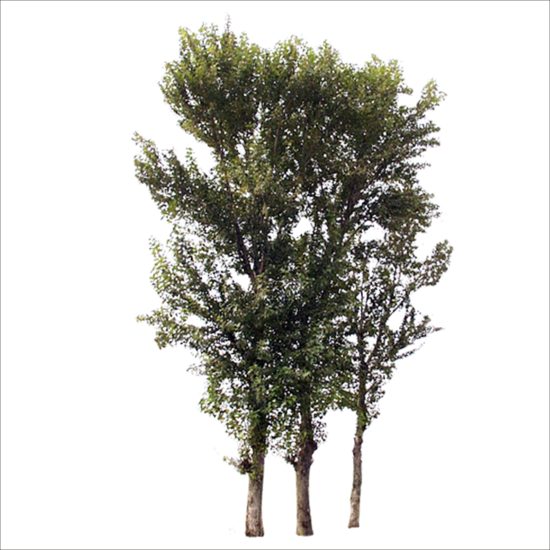 Rama De Árbol De Tronco - Portable Network Graphics (1773x1773)