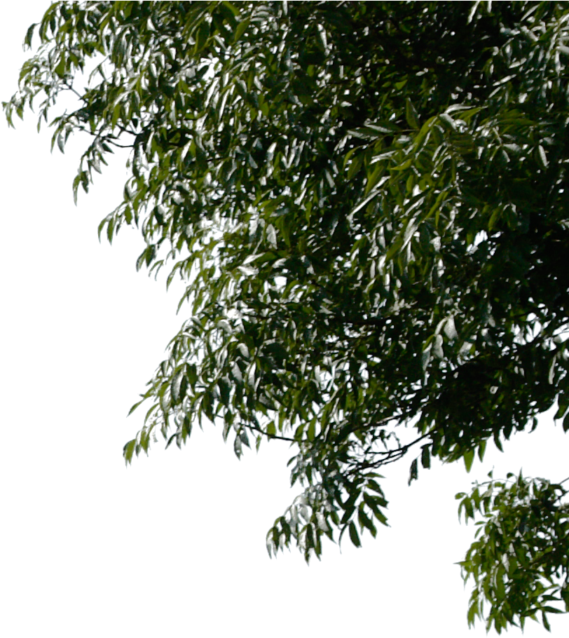 Rama De Árbol De Fondos De Escritorio - Background Pohon Png (888x972)