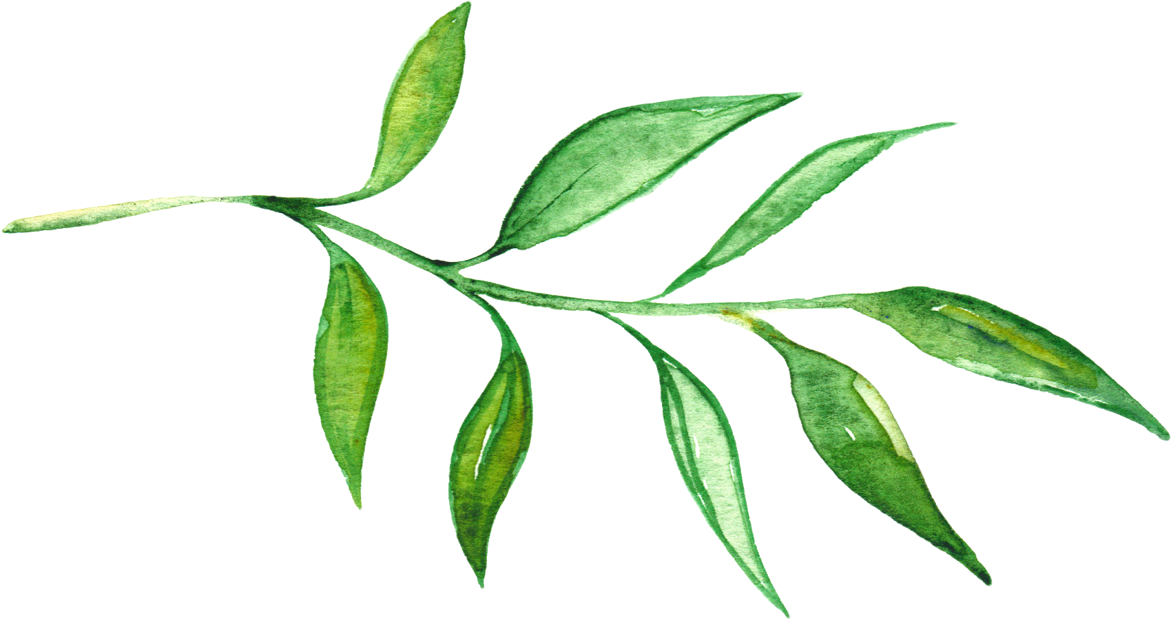Flores De Acuarela, Dibujo - Watercolor Greenery Branch Png (1700x901)