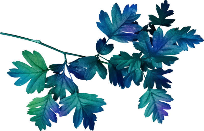 Leaf Clip Art - Blue Leaves Png (800x512)