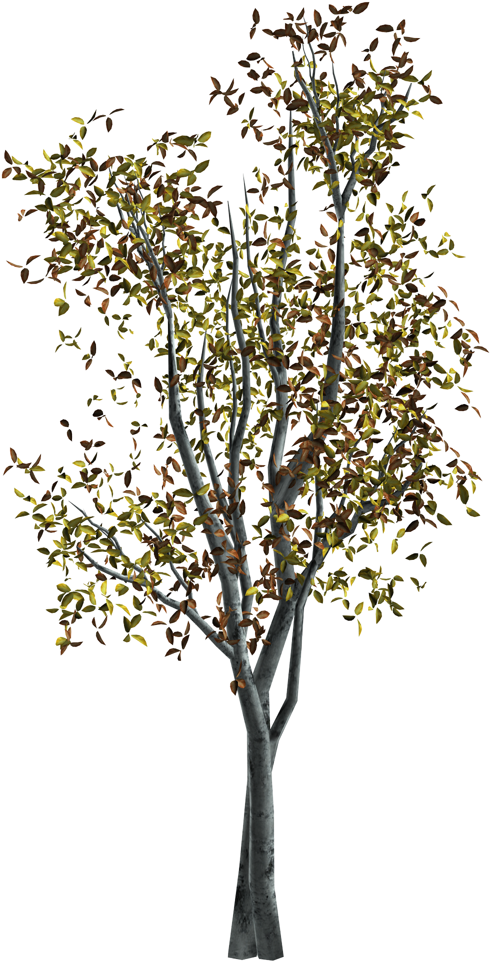 Rama De Árbol De Otoño - Tree (1500x2000)