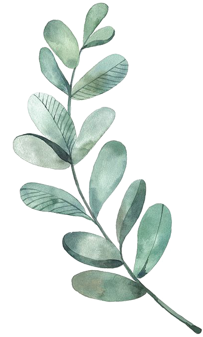La Hoja De Dibujo Acuarela, Ilustración - Eucalyptus Leaves Clip Art (564x814)