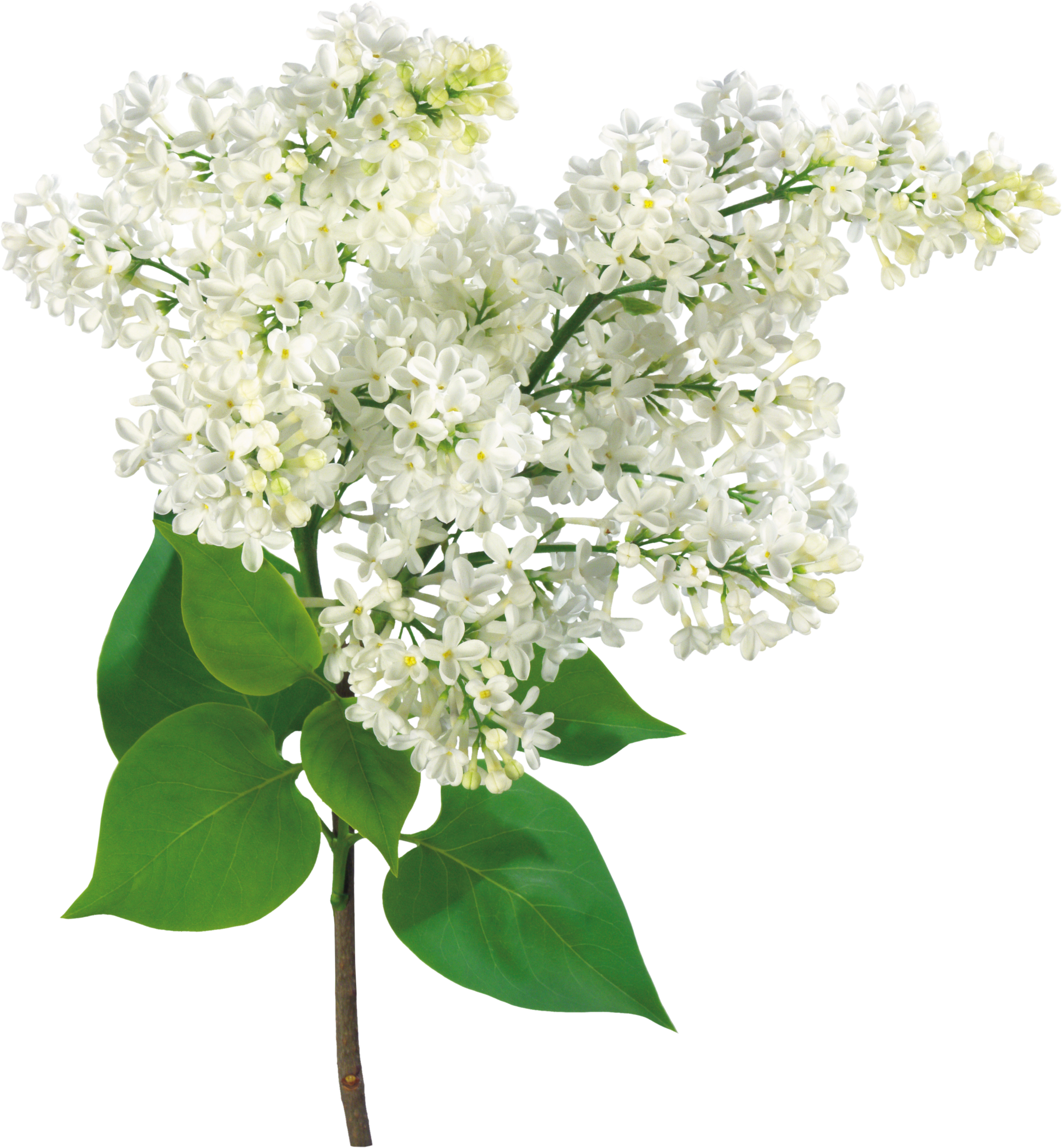 Común Lila Rama De La Luz Arbusto - Mother's Day, Grandma - Lilac Flowers Card (2595x2800)