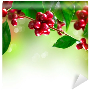 Fotomural Planta Del Café - Кофе Растворимый Nescafe Classic 75г, Пакет (400x400)