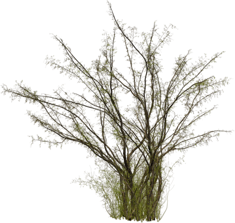 De La Representación De Imágenes Prediseñadas - Jpeg (800x730)