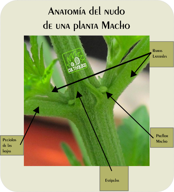 Todo Sobre Los Nudos De Nuestras Plantas - Grass (612x673)