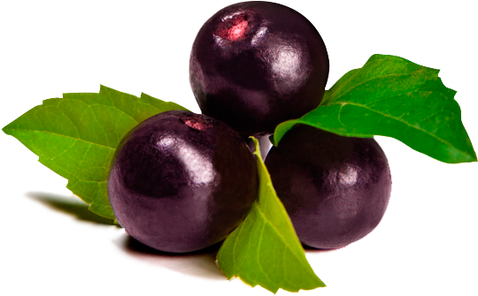 Cultivo De Plantas De Maqui - Fruit Açai Png (612x349)