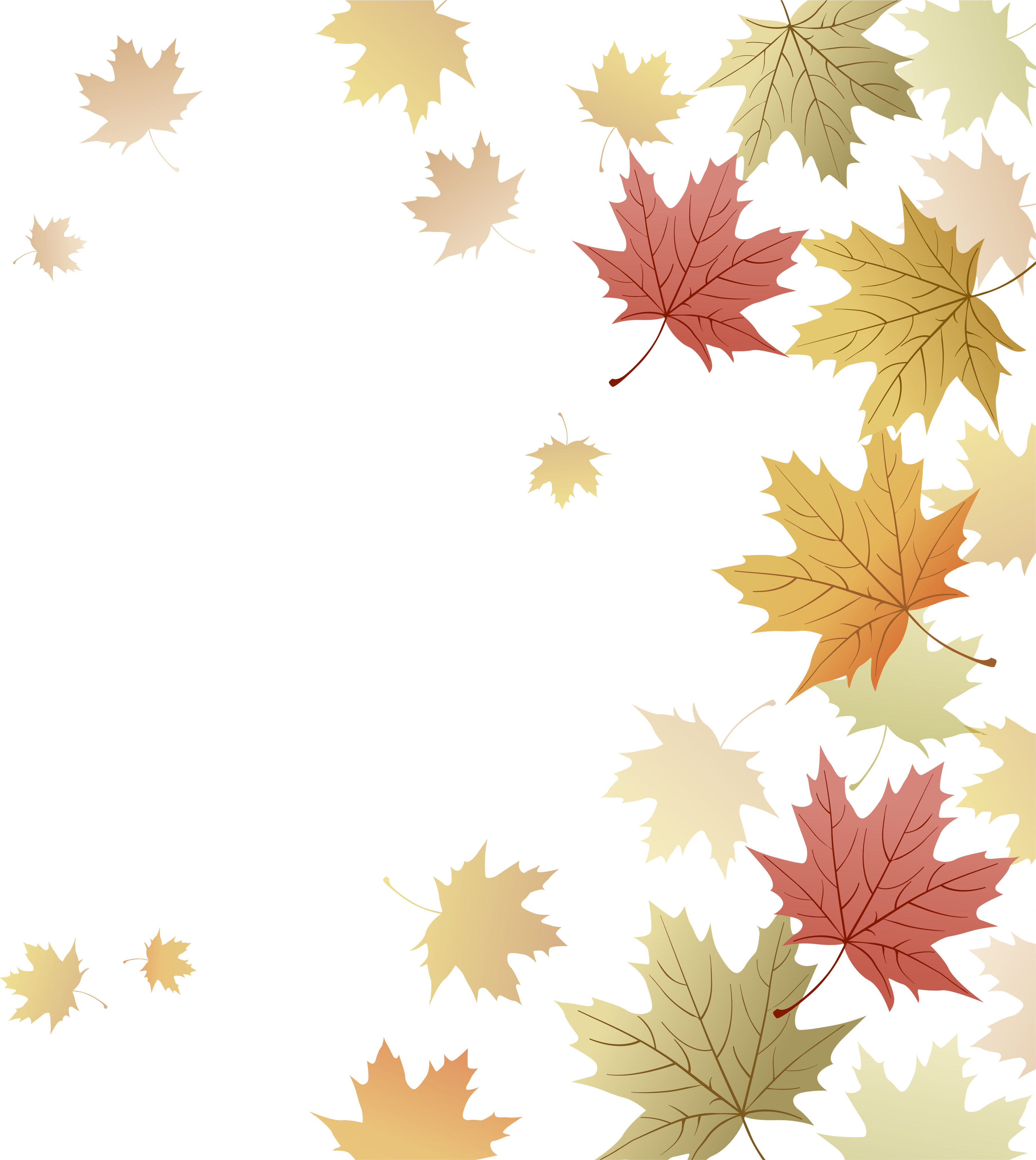 Japanese Maple Red Maple Maple Leaf Autumn - Japanese Maple Red Maple Maple Leaf Autumn (3574x4000)
