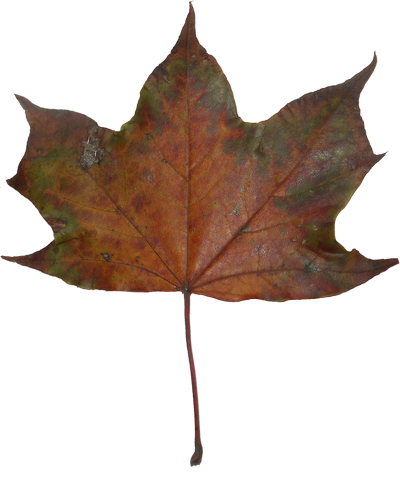 Autumn Maple Leaves - Maple Leaf (400x477)