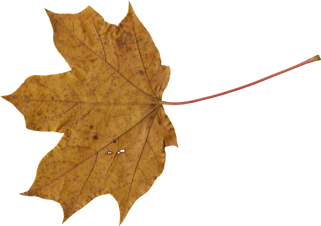 Png File Size - Brown Leaves Png (1024x744)