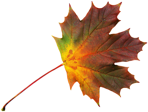 Journal, Maple Leaf, Free, Autumn, Colorful - Maple Leaf (640x480)