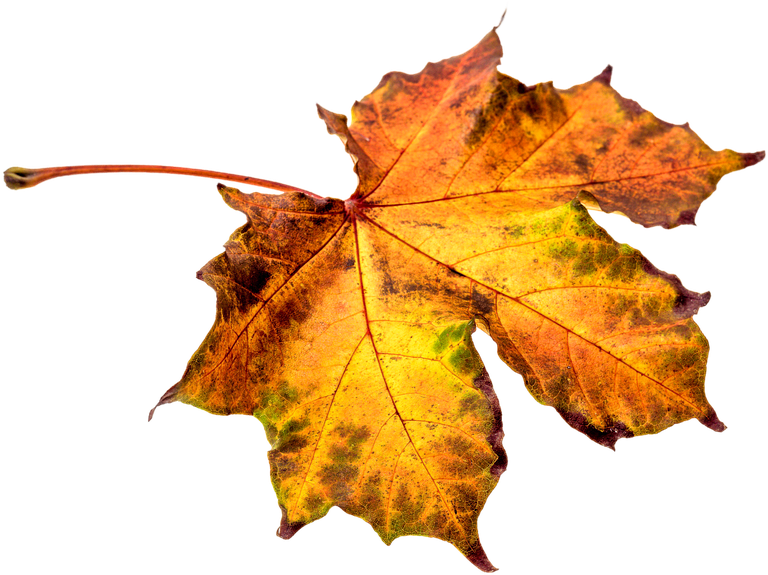 Leaf Transparent Png Sticker - Autumn Leaf Pixel (960x640)