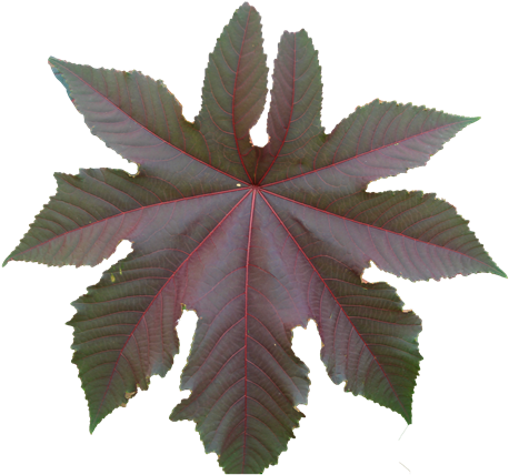 Violet Flower Leaf Texture Transparent Background Front - Plain Flower Transparent Background (512x512)