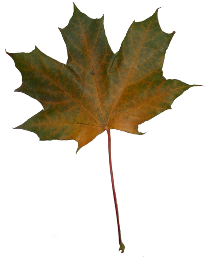 Autumn Maple Leaves - Photography (400x517)