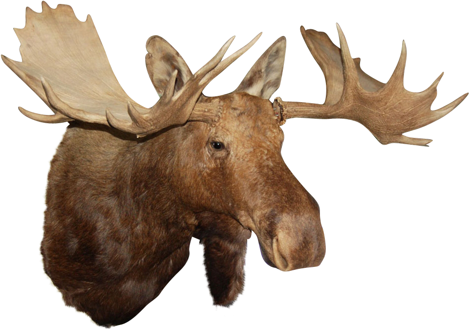Reindeer Antler Alaska Moose Elk - Moose Head No Background (959x959)