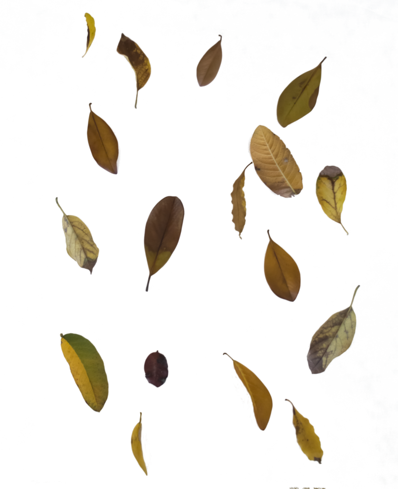Comments - Transparent Leaf Overlay (806x991)