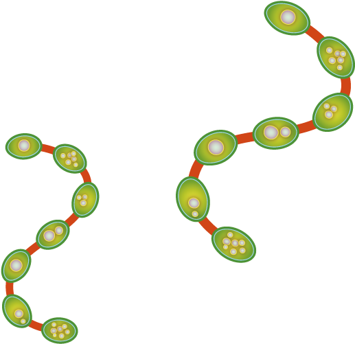 Vector Flora Chain 800*842 Transprent Png Free Download - Illustration (800x842)