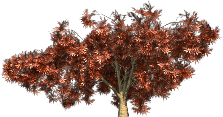 Japanese Maple - Japanese Acer Png (800x600)