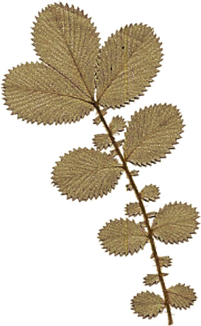Pressed Leaves - Pond Pine (704x1136)