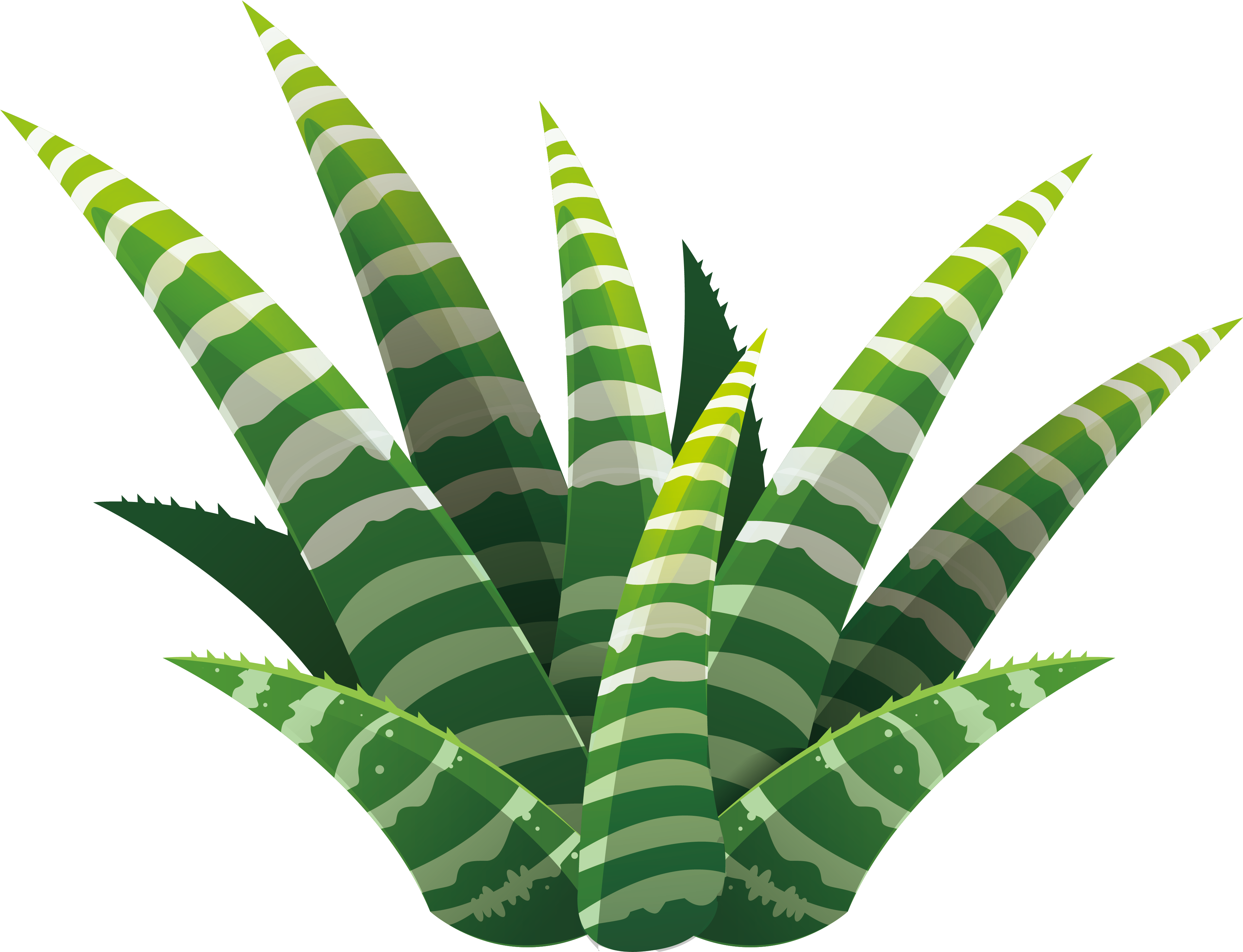 Leaf Succulent Plant Euclidean Vector Illustration - Succulent Plant (3977x3056)