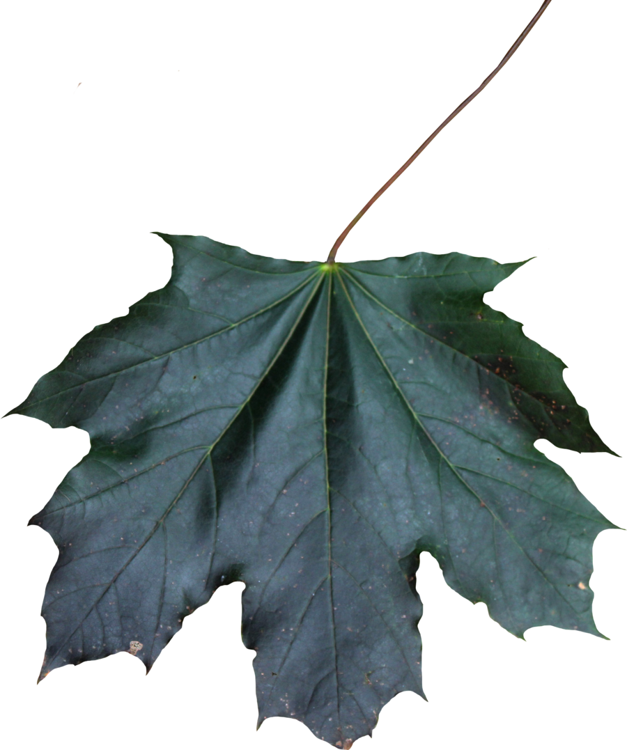 Maple Leaf Png 01 By Thy Darkest Hour - Maple Leaf Png (900x1077)