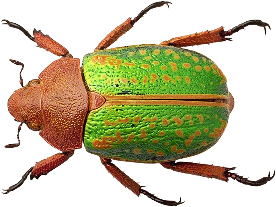 Bug - Transparent Background Bug Png (1050x829)