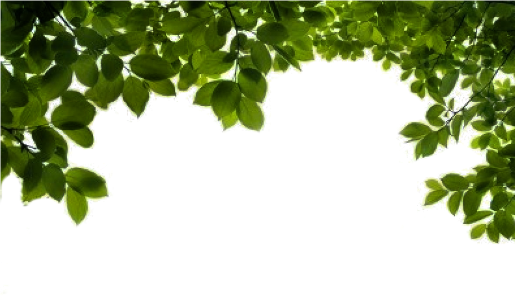 Png Branch By Moonglowlilly - My Dad My Rock (1024x1280)