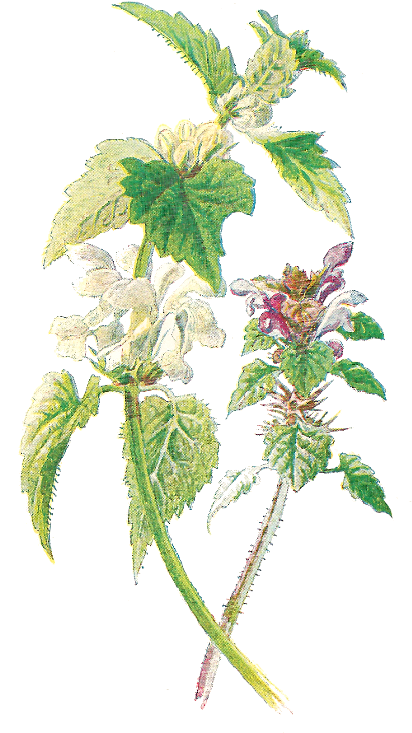 Wildflower Clipart Botanical Illustration - Plants (948x1600)
