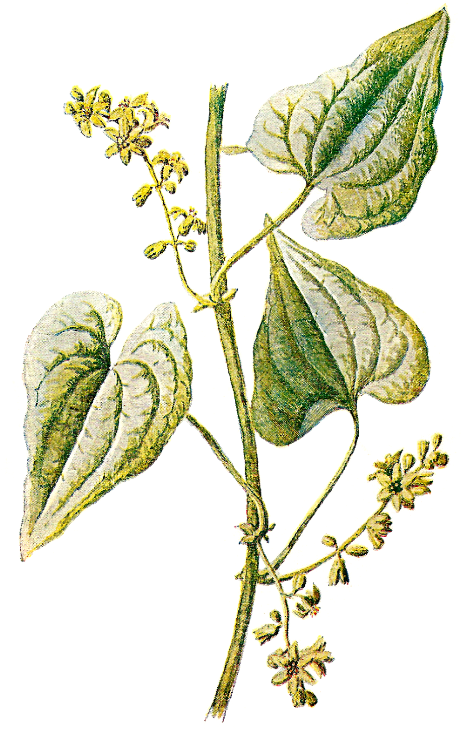 Herbs Clipart Transparent - Vintage Antique Leaf Png Transparent Free Clipart (1072x1600)