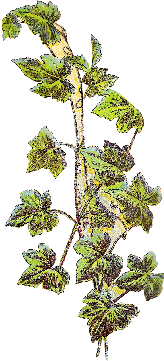 I Can Image This Grape Vine Image On Handmade Jar Labels - Illustration Grape Vine Botanical (794x1600)